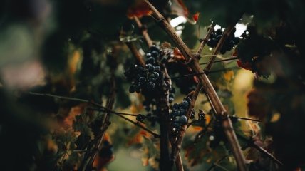 Есть обязательные процедуры для винограда в октябре