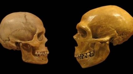 Ученые доказали связь между современным человеком и неандертальцем