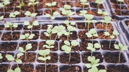 Неоценимая польза для сельского хозяйства: нейросети научили прогнозировать рост растений