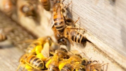 Африканские пчелы научились плодиться без самцов