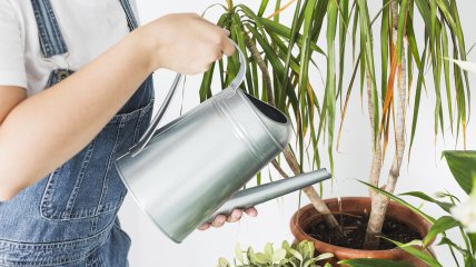 Зачем поливать растения льдом