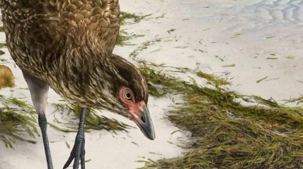 Ей 66,7 млн лет: найдены останки самой "взрослой" курицы