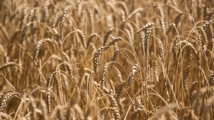 Украина до 10 июля намолотила 4,5 миллиона тонн зерна