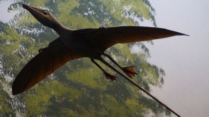 Открыт новый вид летавших птерозавров (Фото)