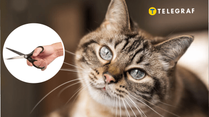 Почему котам нельзя отрезать усы