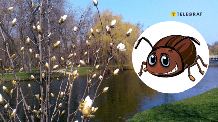 С наступлением тепла активизировались насекомые