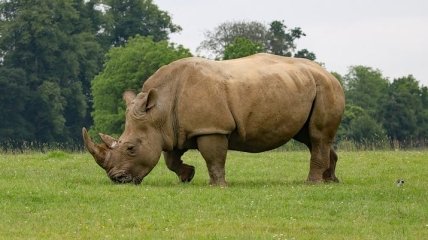 В Малайзии умер последний в стране суматранский носорог