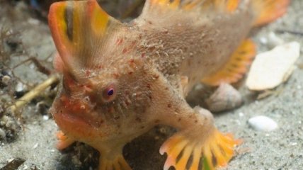 На Тасмании нашли новую популяцию самой редкой в мире рыбы (Видео)