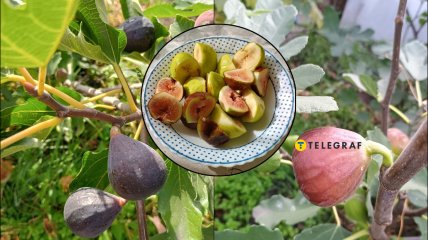 Такий інжир уродив у 2025 році у Дніпропетровській області