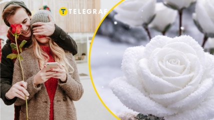 Троянда зі снігу