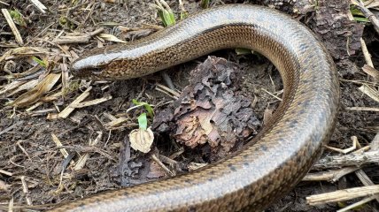 Веретельница на земле