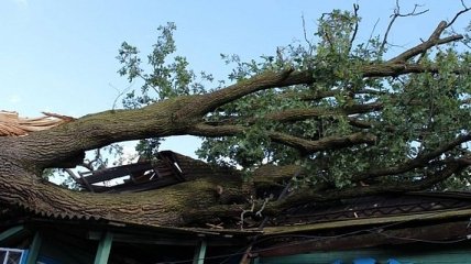 В Житомирской области огромный дуб упал на жилой дом