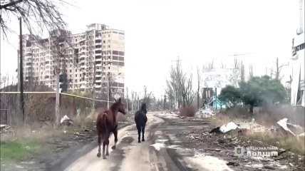 Пів року блукали руїнами села на лінії фронту: з-під Авдіївки евакуювали двох коней, зворушливе відео