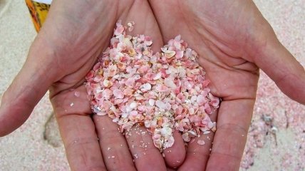 Пляж розовых песков на острове Харбор (Фото)