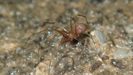 Паук Troglohyphantes exspectatus