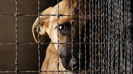 Живодерам несдобровать: в Украине усилили наказания за жестокое обращение с животными