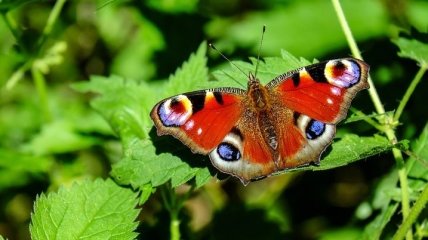 Рекордное количество: популяция бабочек значительно увеличилась