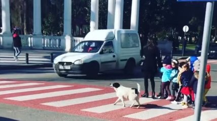 Бездомний собака у Грузії допомагає дітям переходити дорогу (Відео)