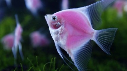 Ученые сделали неожиданное заявление об аквариумных рыбках