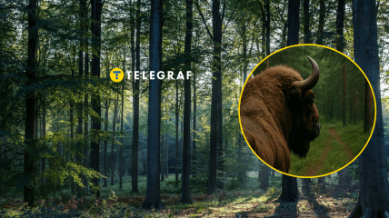 Небезпечна тварина поводилась дивно