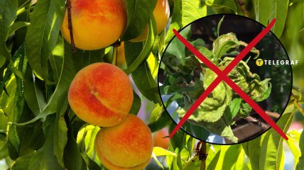 Секрет, как правильно обработать персик весной