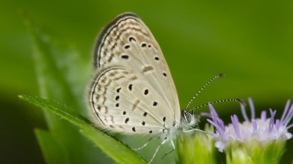 В ОАЭ обнаружены два новых вида бабочек  
