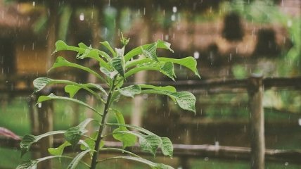 Дожди и грозы: чем "удивит" погода сегодня 31 мая