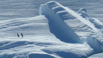 Возвращение к истокам: в Арктике "заморожены" древние организмы