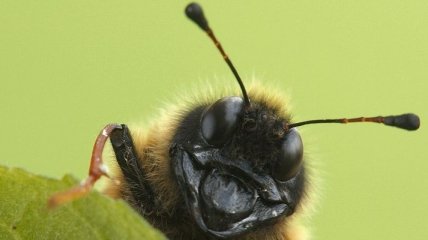 Польские ученые работают над созданием искусственной пчелы