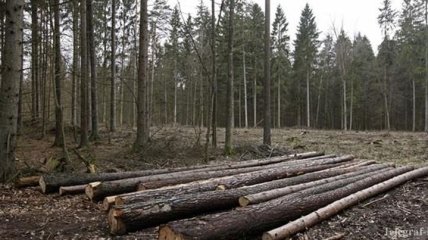 Польше грозит серьезный штраф за вырубку Беловежской пущи