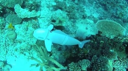 Ученые разработали уникального робота для изучения подводного мира (Видео)