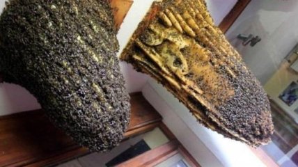 Удивительный музей пчел, побывав в котором вы полюбите мед (Фото)