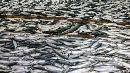 Рыба с Украины теперь будет на европейских рынках