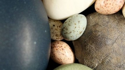 Ученые рассказали, откуда появилась окраска у птичьих яиц