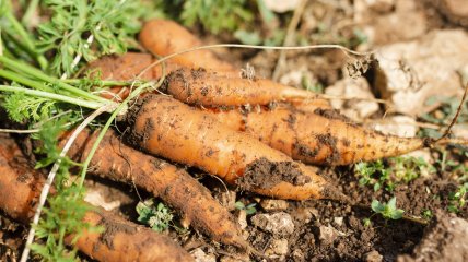 Моркви буде багато, якщо обробити насіння перед посадкою
