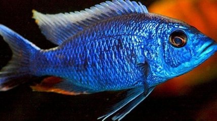 Ученые сделали неожиданное открытие о рыбах