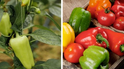 Очень важно удобрить перец в период созревания