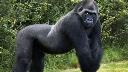 Новорожденную гориллу, принадлежащей к редкому виду, назвали Али