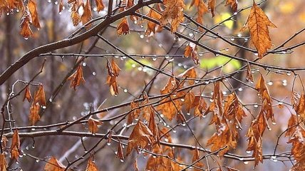 Погода в Украине 3 ноября: преимущественно дожди с мокрым снегом