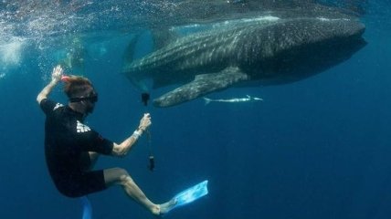 Рамос поплавал с китовой акулой