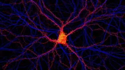 Ученым удалось открыть новый вид нейронов