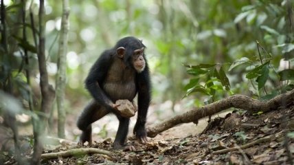 Ученые рассказали, зачем шимпанзе бросают камни в деревья