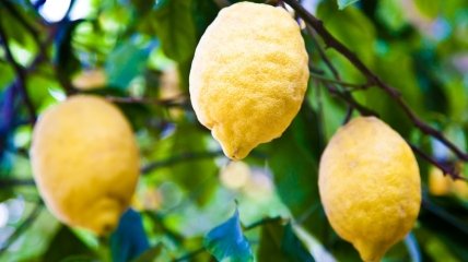 Выращиваем лимон, мандарин, лайм дома