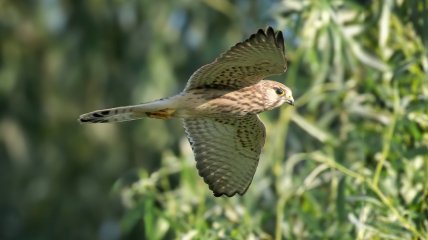 Боривитер/Игорь Червоненко