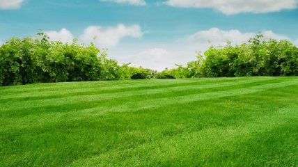 За газоном нужно правильно ухаживать (изображение создано с помощью ИИ)