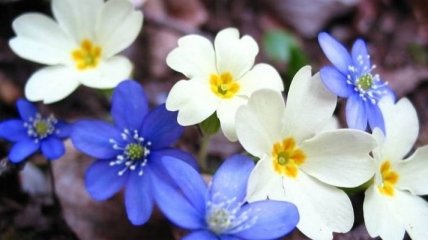 Цветущая весна: майские цветы, которые радуют окружающих (Фото) 