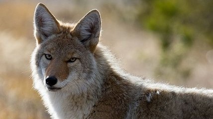 Совместная охота: кого койоты берут себе в компаньоны (Видео)