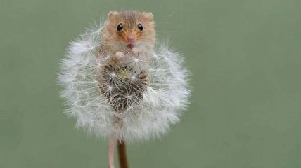 Милые фотографии с очаровательными мышками, которые покорят любое сердечко (Фото)