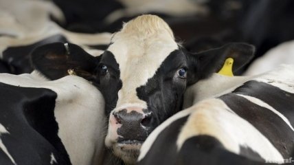 РФ вводит ограничения на ввоз украинского мяса и молока