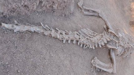 В Китае обнаружили неизвестный вид динозавров